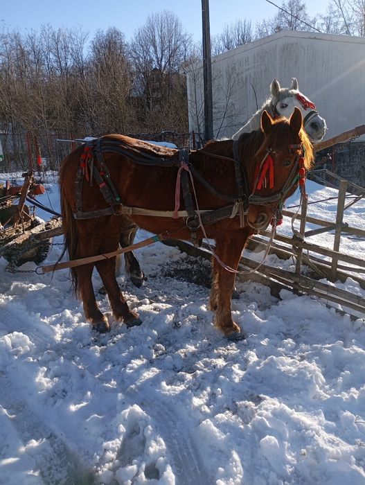 Vând iapă foarte bună