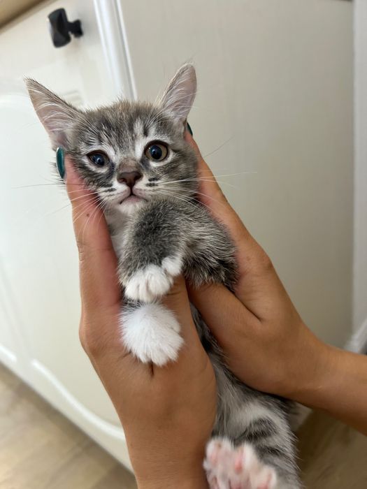 Отдам котят любящим хозяевам