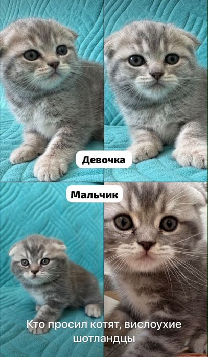 Продам Веслоухих Шотландцов Скотиш Фолд