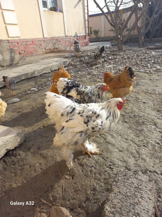 Хурозлар сотилади, Самарканд, Мотрид круг