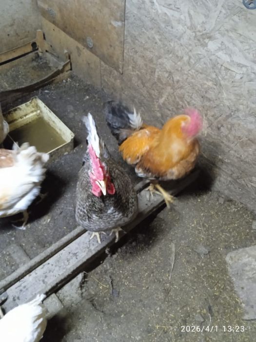 Петухи продаются