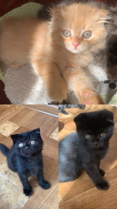 Продаются шикарные котята