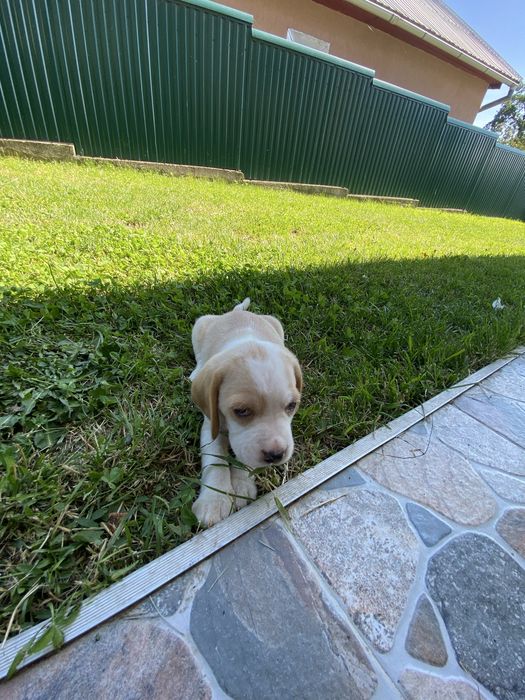 Catelus  Beagle
