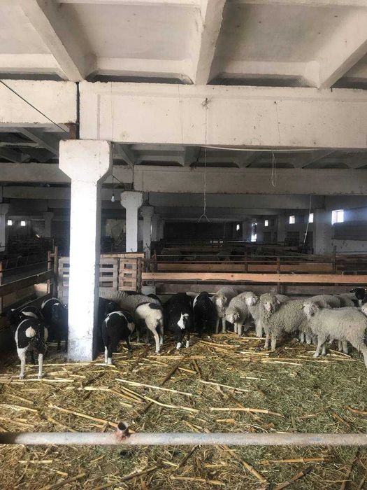 Продажа Ферма Нурафшон Тойтепа