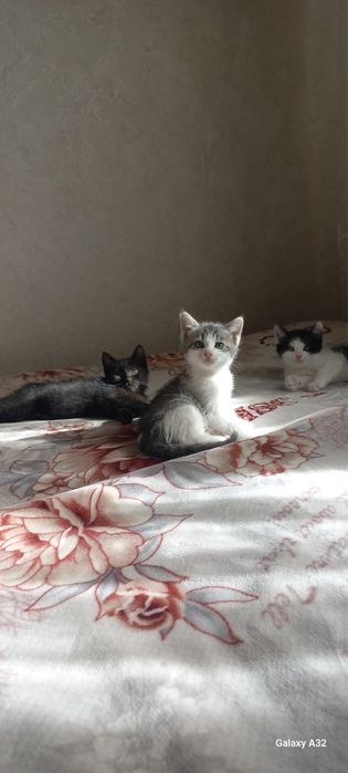 Отдам котят в хорошие руки