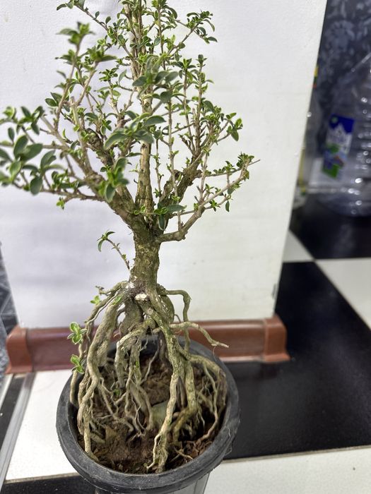 Продам бонсай Сирисса!