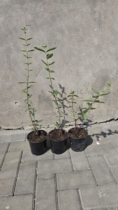 Продам Жимолость