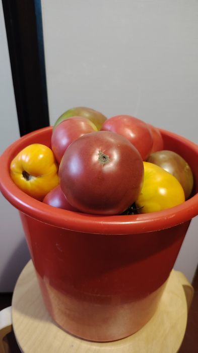 Продам домашние помидоры