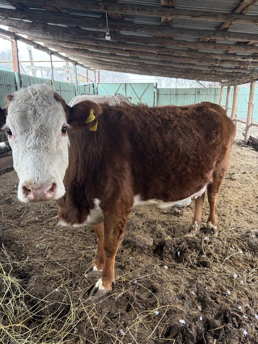 Корова ( Стельная ) Телка