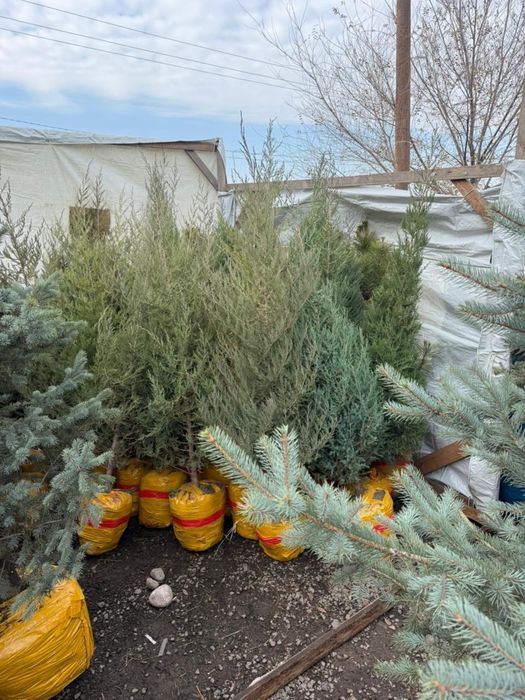 Продается саженцы оптом и в розницу