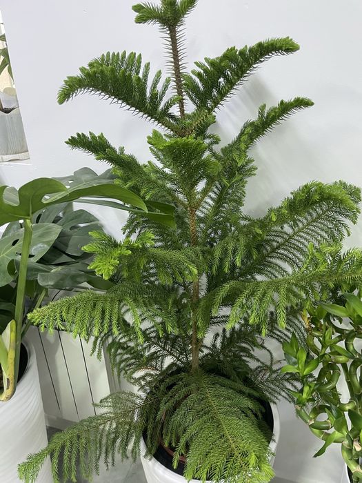 Комнатные цветы для дома и офиса