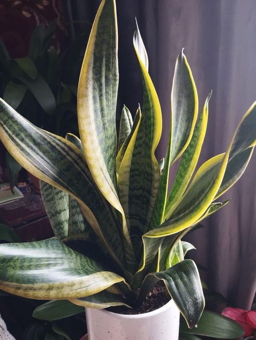 Комнатные растения