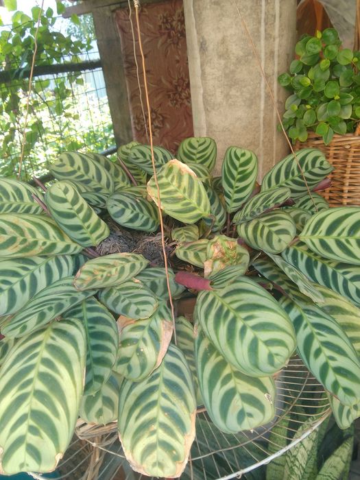 Комнатные  растения.