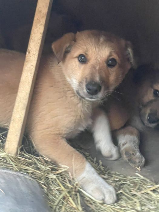 Отдадим щенят