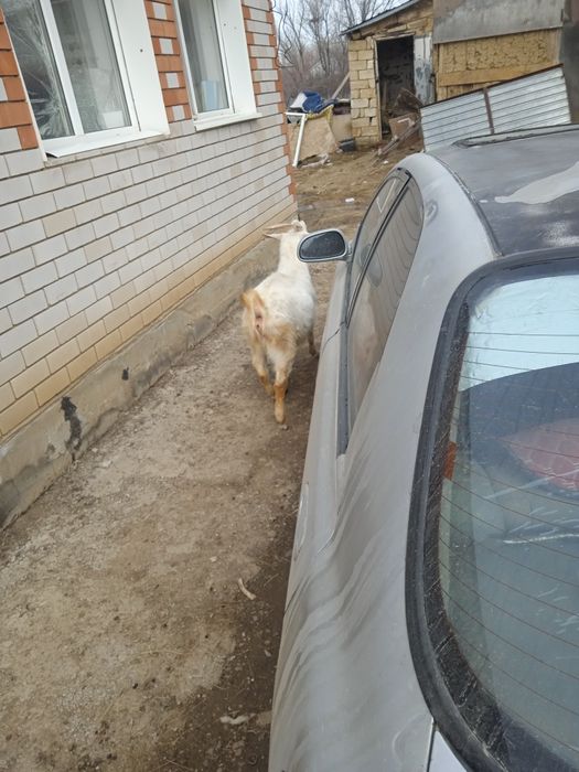 Теке козёл занеан обмен