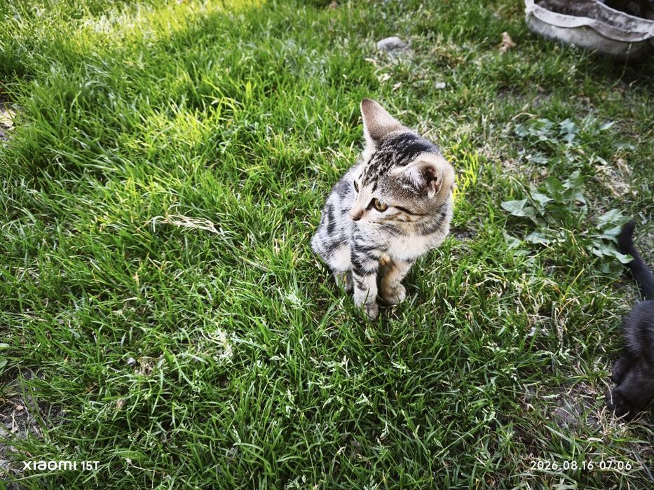 Котёнок необычного окраса