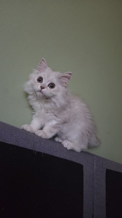 British longhair chinchilla silver