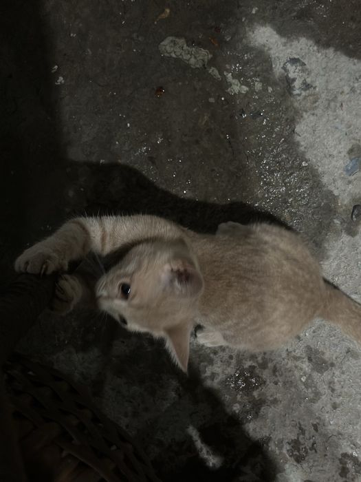 mehribon uy mushuklari qizbola hammasi