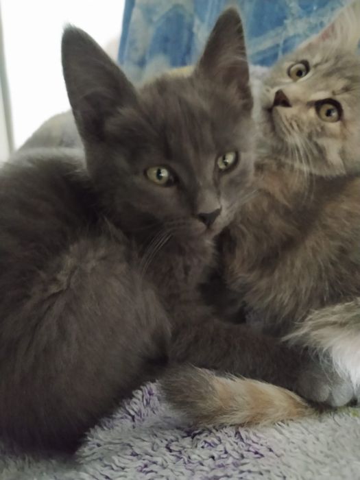 Отдам котят в хорошие руки