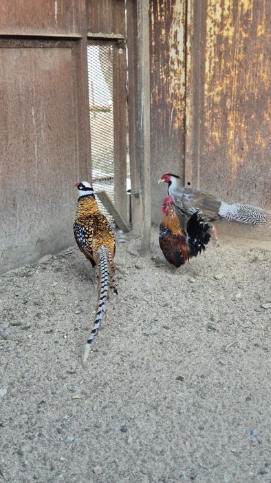 Фазаны серебряный и королевский