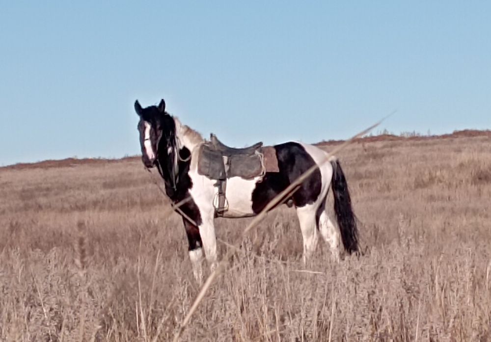 Продается жеребец на племя