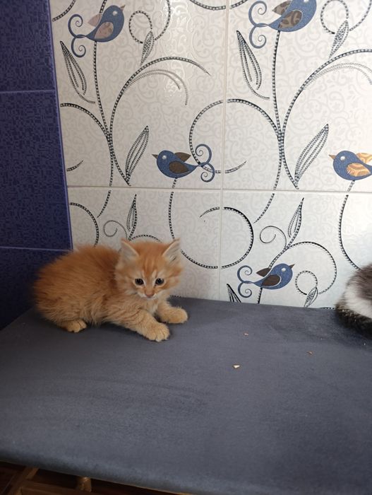 Котята домашние бесплатно