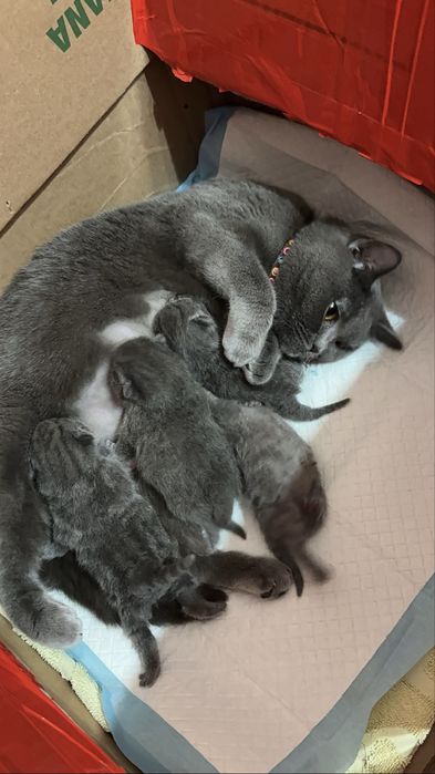 Вязка скотишфолд