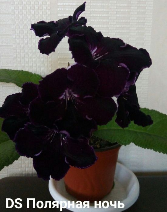 Стрептокарпус детки