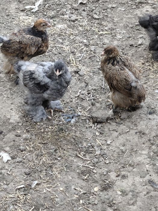 Vând păsări și puii de rasă Brahma
