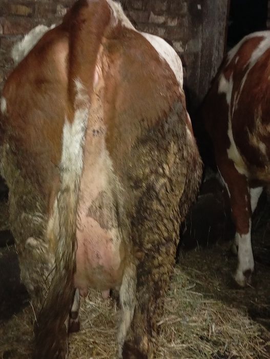 Junică la prima fătare douăzeci de litere de lapte pe zi  lapte foarte