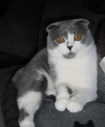 Продам котёнка девочку