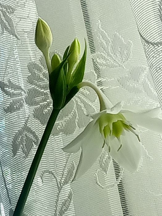 Продам амазонскую лилию.
