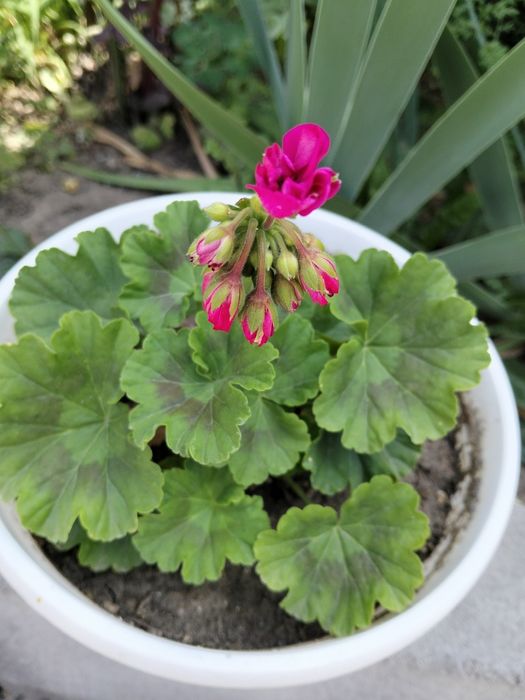 Продам комнатные цветы