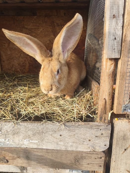 Uriaș German Galben