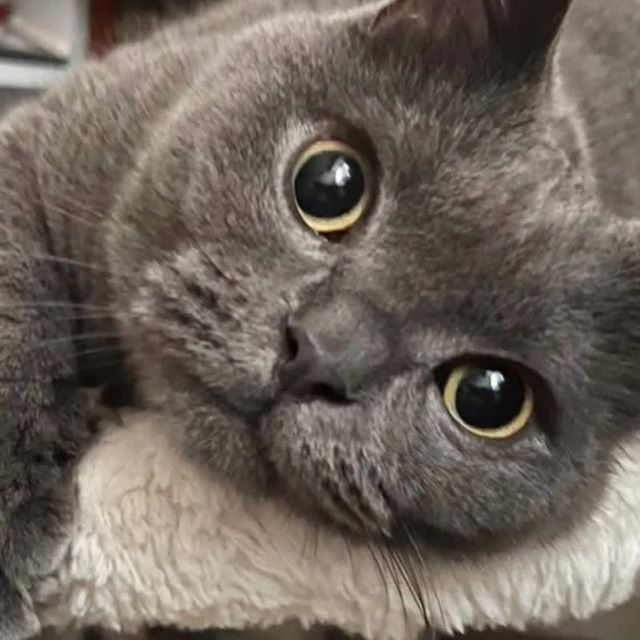 scotish strayt Andijon viloyati