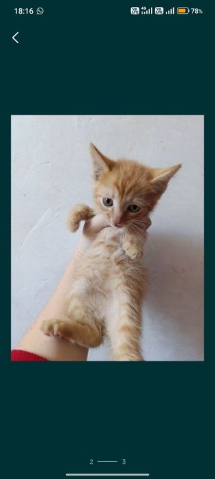 Отдам котят в добрые руки
