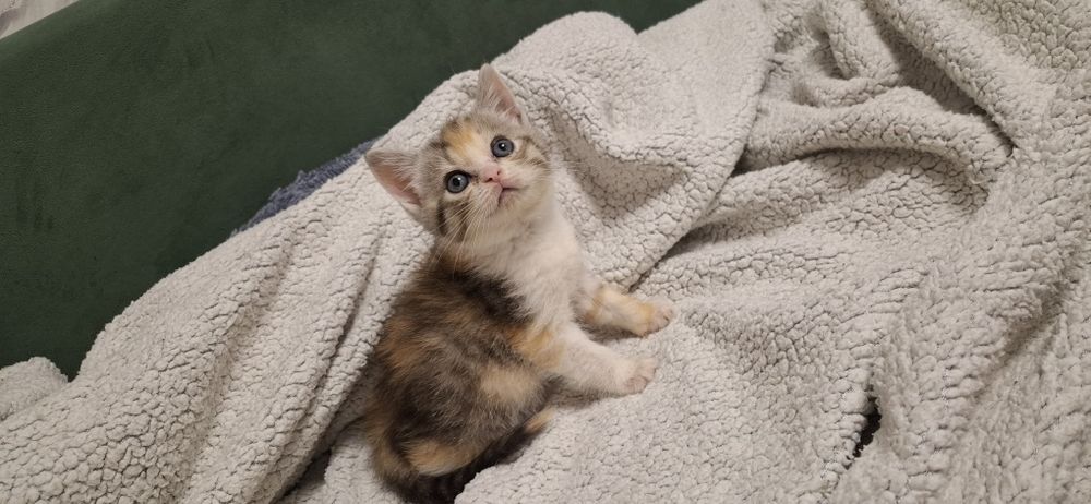 Скоттиш страйт девочка