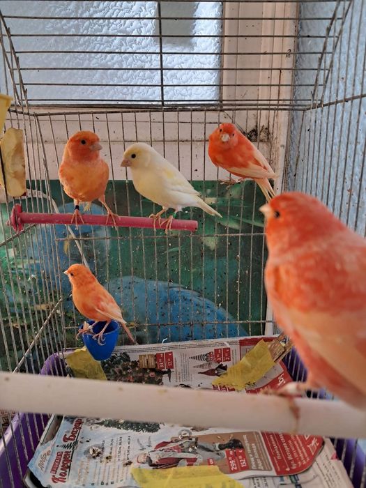 Продавам канарчета