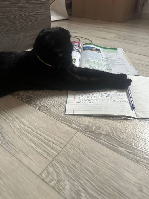 Отдаем кота шотландской породы