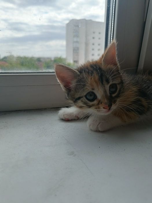 Отдам котенка в хорошие руки