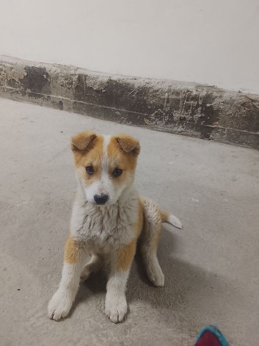 Еркек кушык сатлады