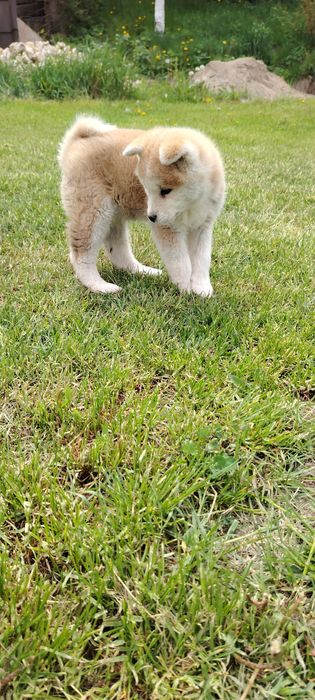 Femela Akita Inu