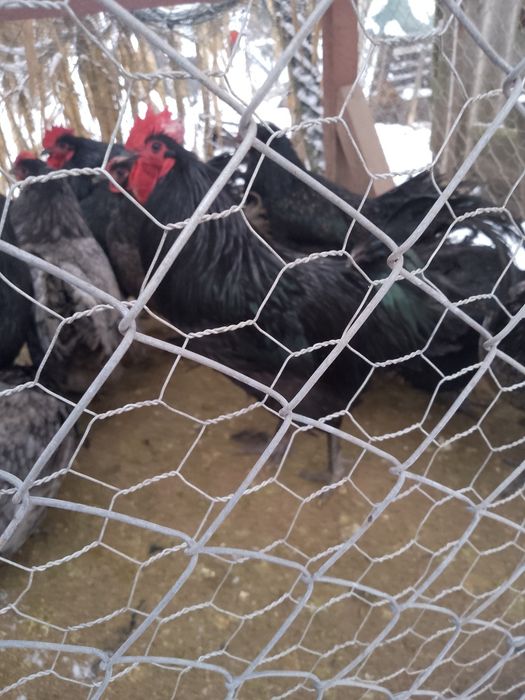 Cocoși australorp !
