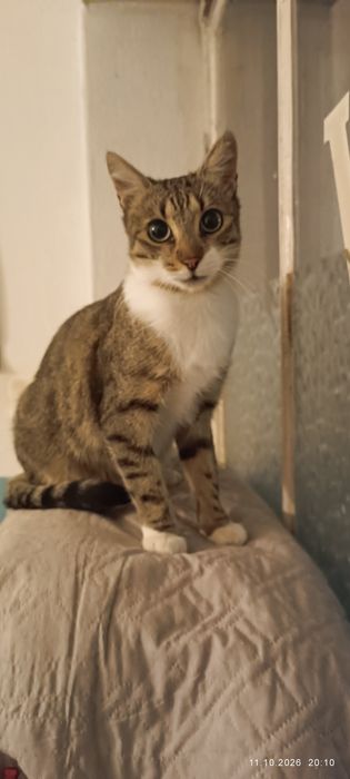 Подарявам мъжко коте на 11 месеца кастрирано