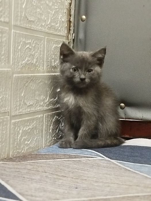 Отдам котят в хорошие руки