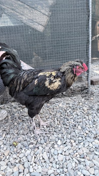 Vând cocoși tineri