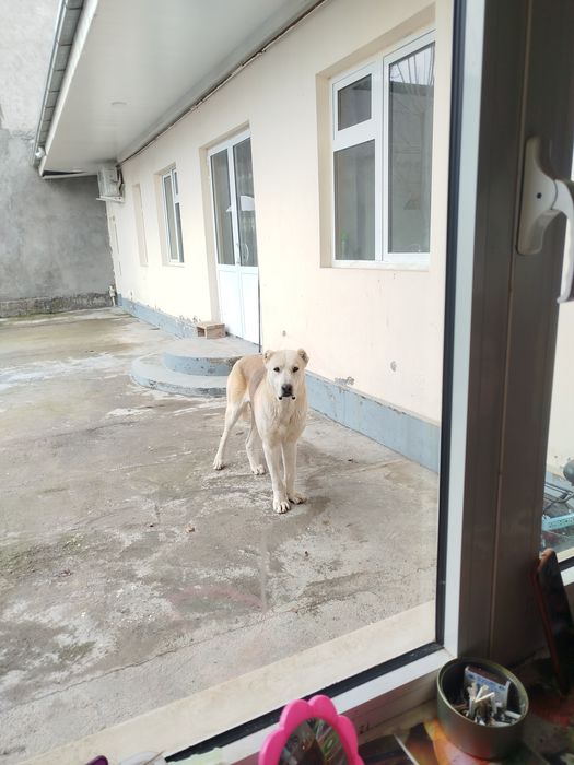 1 yosh. Dan oshvoti endi .