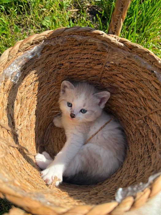 Отдам котят прекрасных малышей