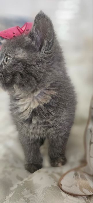 Котенок 2 месяца(метис)