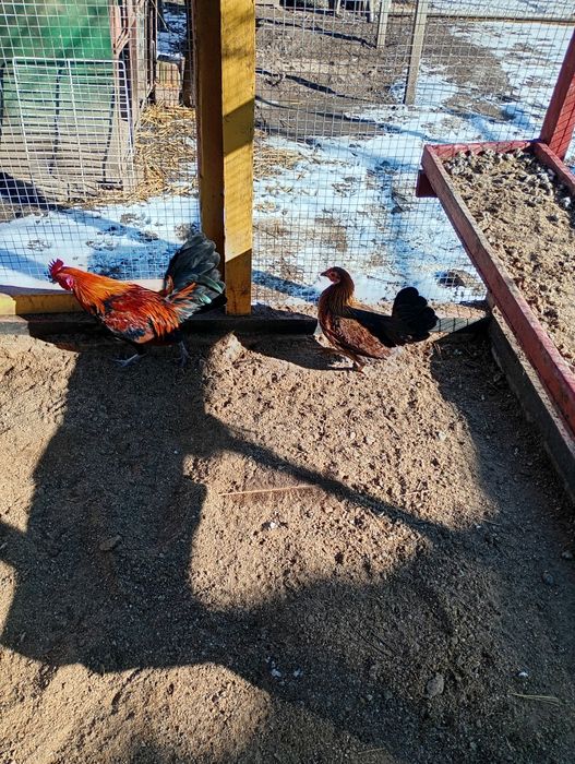 Găini pitice pereche